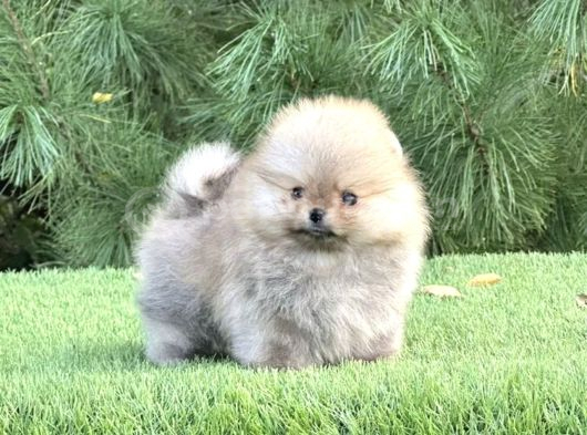 Özel Irk Pomeranian Yavrular