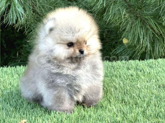 Özel Irk Pomeranian Yavrular görsel