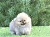 Özel Irk Pomeranian Yavrular