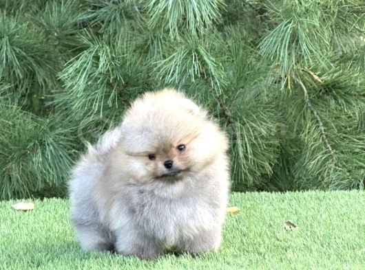 Özel Irk Pomeranian Yavrular görsel