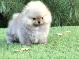 Özel Irk Pomeranian Yavrular