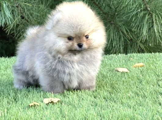 Özel Irk Pomeranian Yavrular görsel