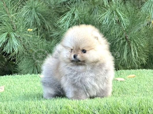 Özel Irk Pomeranian Yavrular görsel