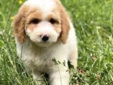 Mükemmel Renk Dağili İle Doodle Bebeği̇mi̇z