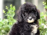 ÖZEL IRK BERNEDOODLE BEBEĞİMİZ A KALİTE
