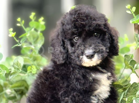 Özel Irk Bernedoodle Bebeği̇mi̇z A Kali̇te
