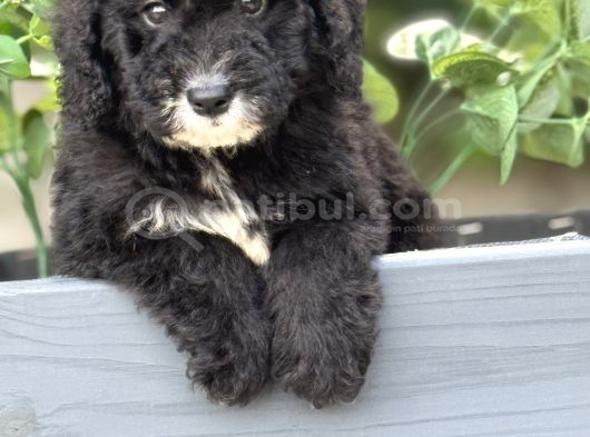 Özel Irk Bernedoodle Bebeği̇mi̇z A Kali̇te görsel
