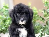 Özel Irk Bernedoodle Bebeği̇mi̇z A Kali̇te