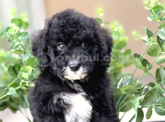 Özel Irk Bernedoodle Bebeği̇mi̇z A Kali̇te görsel