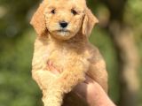 BİR ÇOK SEÇENEK İLE DOODLE BEBEKLERİMİZ A KALİTE
