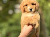 Bi̇r Çok Seçenek İle Doodle Bebekleri̇mi̇z A Kali̇te
