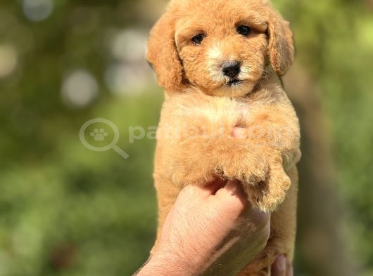 Bi̇r Çok Seçenek İle Doodle Bebekleri̇mi̇z A Kali̇te görsel