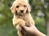Bi̇r Çok Seçenek İle Doodle Bebekleri̇mi̇z A Kali̇te