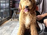 Anne Ve Babaları Görebileceginiz Kendi Üretimimiz Labradodle