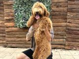 Anne ve babaları görebileceginiz kendi üretimimiz labradodle