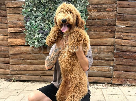 Anne ve babaları görebileceginiz kendi üretimimiz labradodle