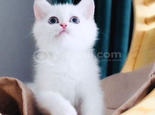 Aradığınız Temas Bağımlısı Kız Burada görsel