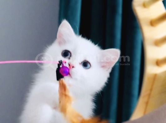 Aradığınız Temas Bağımlısı Kız Burada görsel