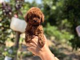 Kg Ve Saglik Garanti̇li̇ Teacup Korea Poodle Aşili Egi̇ti̇mli̇