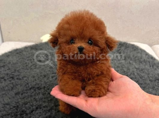 Tr Nin En Iyi Yavruları görsel