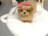 Te Nin En Özel Teacup Maltipoo Yavruları
