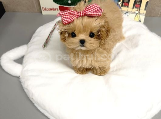 Te Nin En Özel Teacup Maltipoo Yavruları görsel