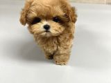 Te Nin En Özel Teacup Maltipoo Yavruları