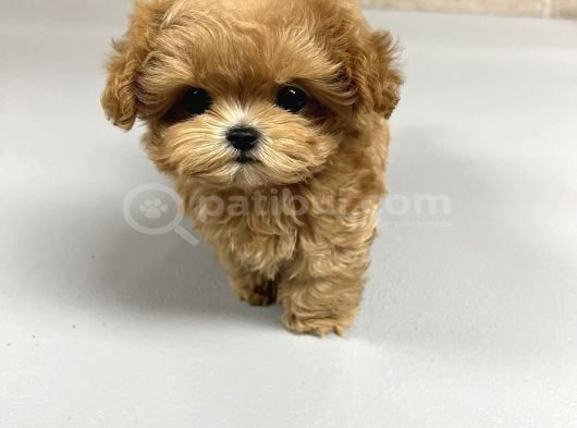 Te Nin En Özel Teacup Maltipoo Yavruları görsel