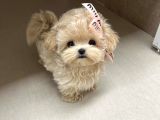 Te Nin En Özel Teacup Maltipoo Yavruları