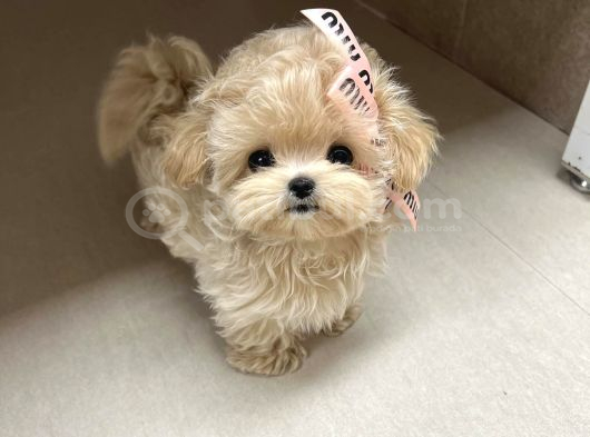 Te Nin En Özel Teacup Maltipoo Yavruları görsel