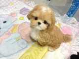 Te Nin En Özel Teacup Maltipoo Yavruları