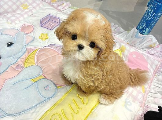 Te Nin En Özel Teacup Maltipoo Yavruları görsel