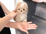Te Nin En Özel Teacup Maltipoo Yavruları