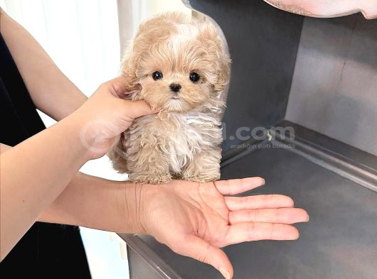 Te Nin En Özel Teacup Maltipoo Yavruları görsel