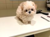 Te Nin En Özel Teacup Maltipoo Yavruları