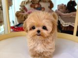 Te Nin En Özel Teacup Maltipoo Yavruları