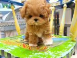 Te Nin En Özel Teacup Maltipoo Yavruları