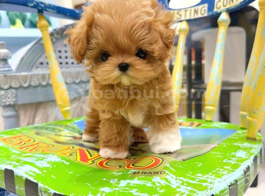 Te Nin En Özel Teacup Maltipoo Yavruları görsel