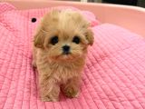 Te Nin En Özel Teacup Maltipoo Yavruları