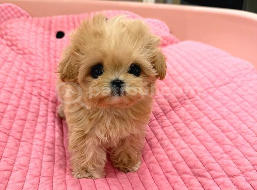 Te Nin En Özel Teacup Maltipoo Yavruları görsel