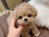 Te Nin En Özel Teacup Maltipoo Yavruları