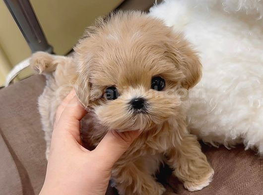 Te nin en özel teacup maltipoo yavruları