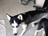 Yavru Husky