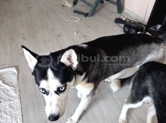 Yavru Husky görsel