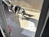 Yavru Husky