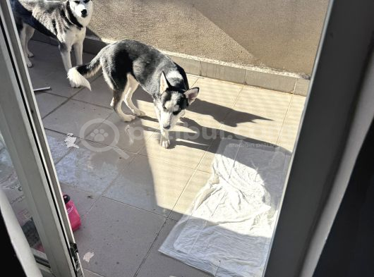 Yavru Husky görsel