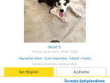 Yavru Husky