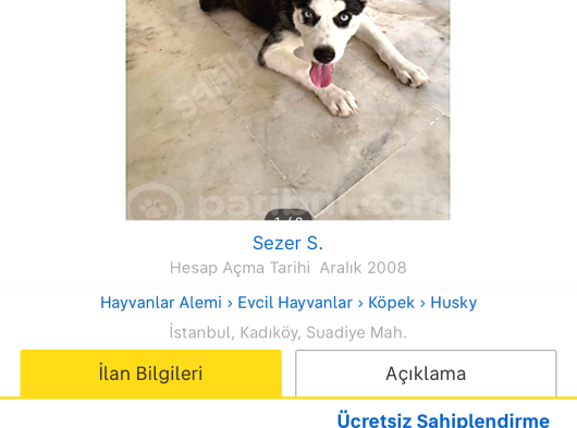 Yavru Husky görsel