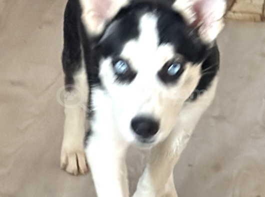 Yavru husky