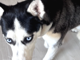 Yavru Husky